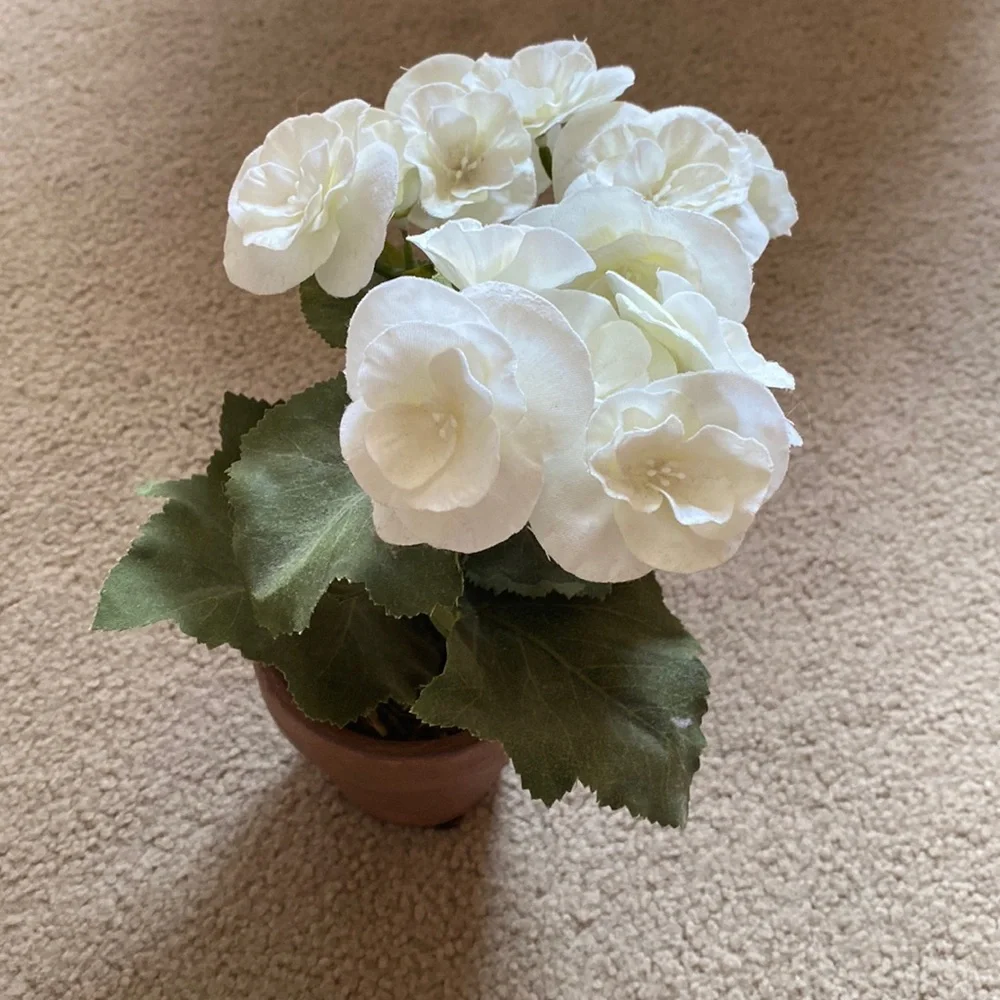 Terra Cotta White Potted Rose